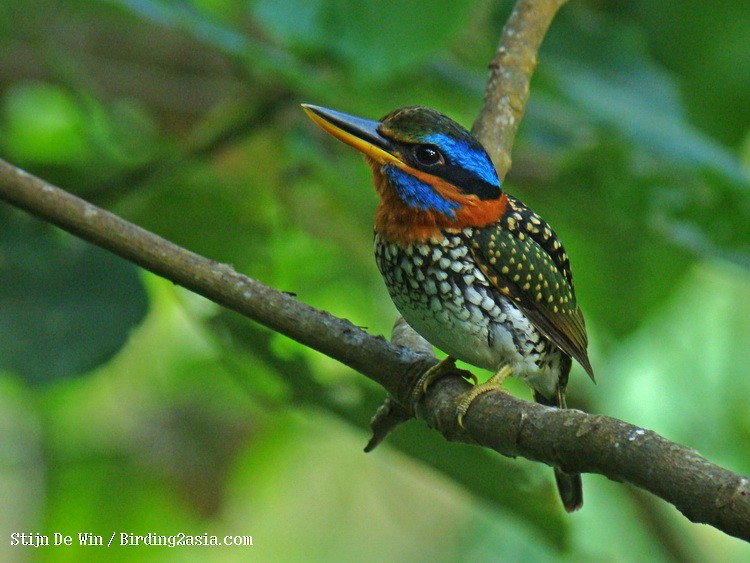 Spotted Kingfisher - ML204352841