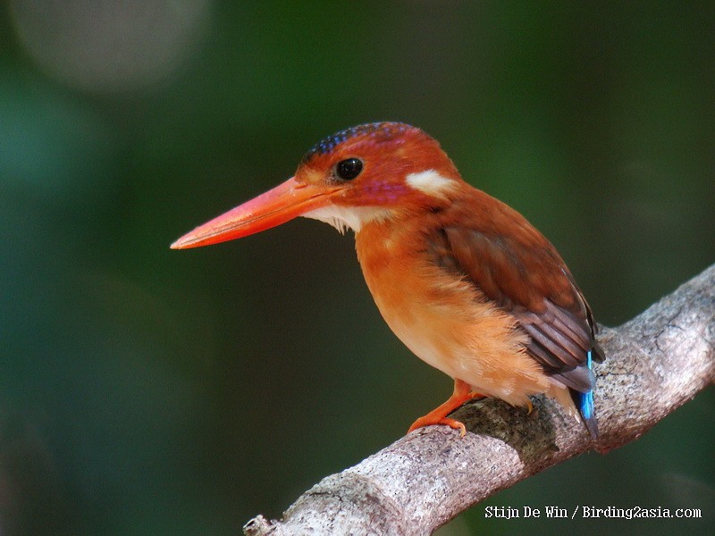 Sulawesi Dwarf-Kingfisher - Stijn De Win