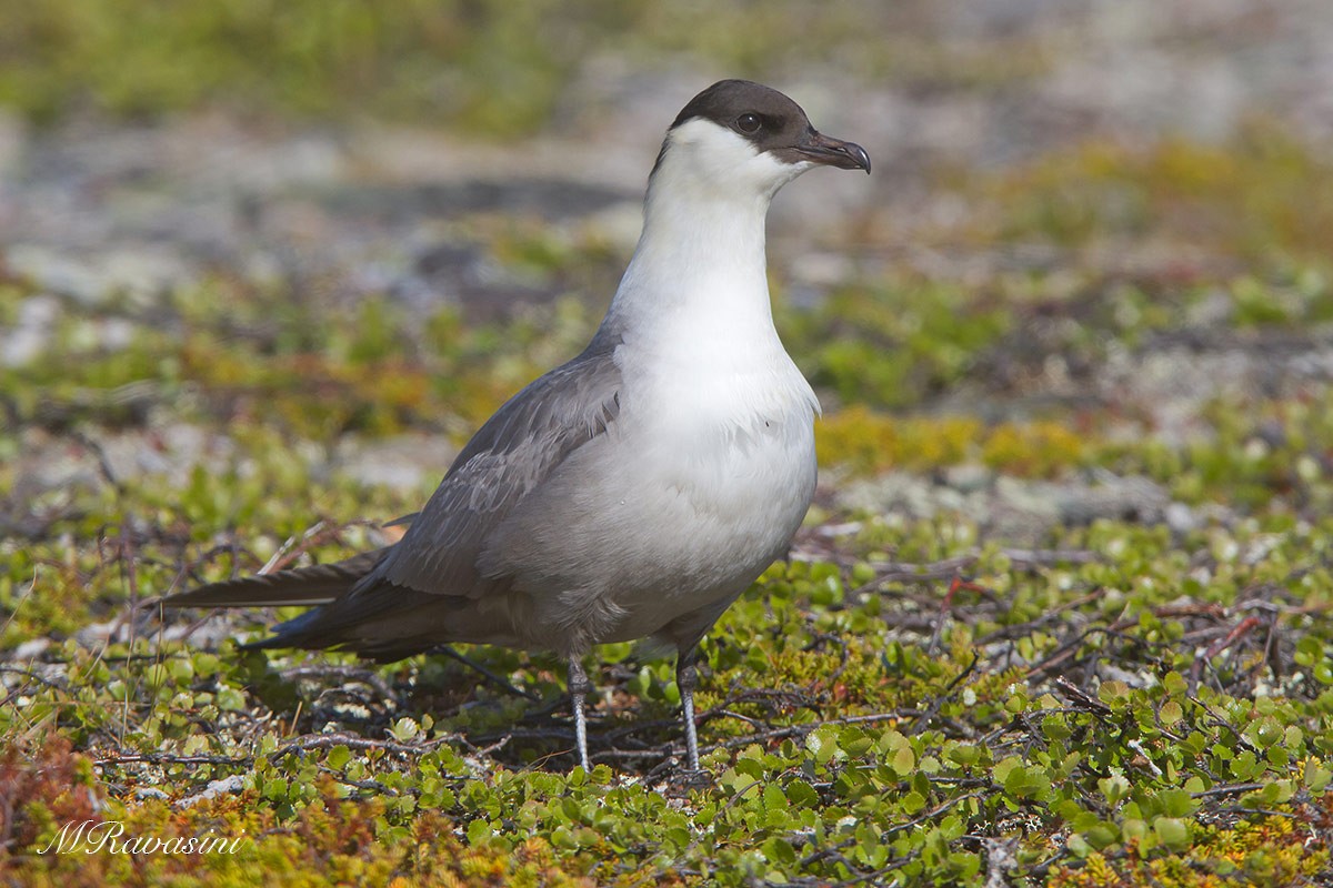 Long-tailed Jaeger - ML204353101