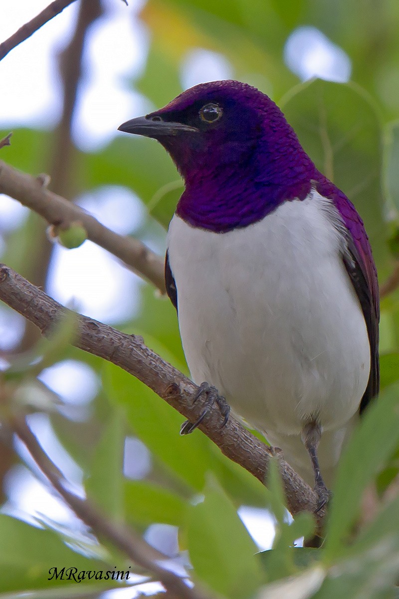 Violet-backed Starling - ML204353381