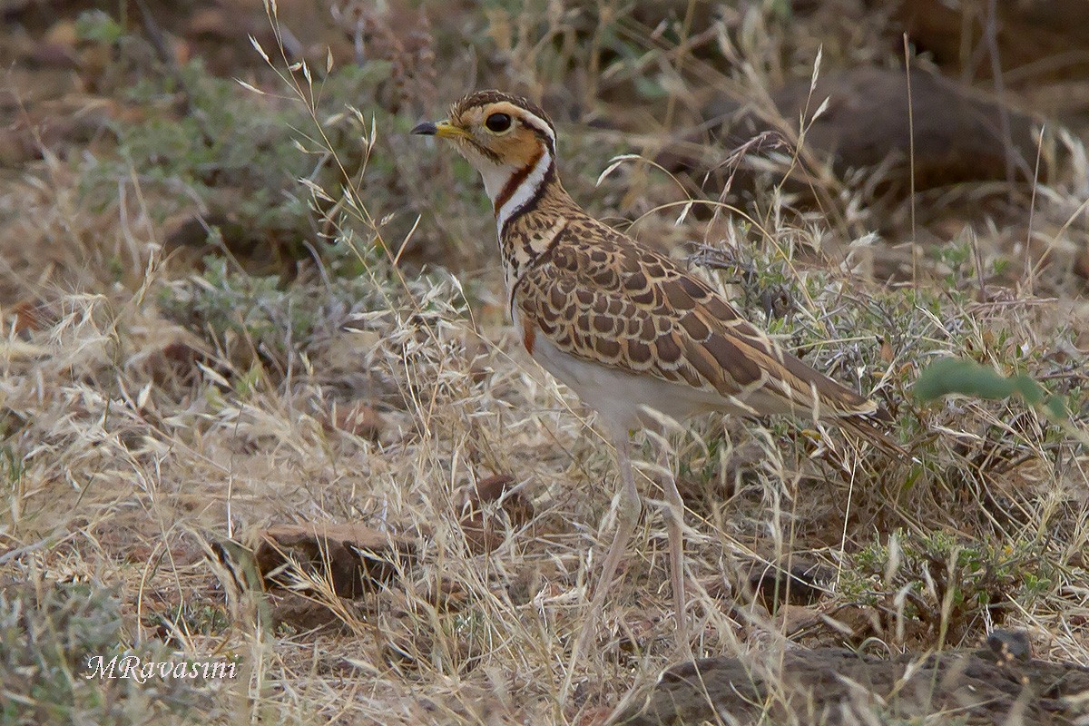 Three-banded Courser - ML204353501