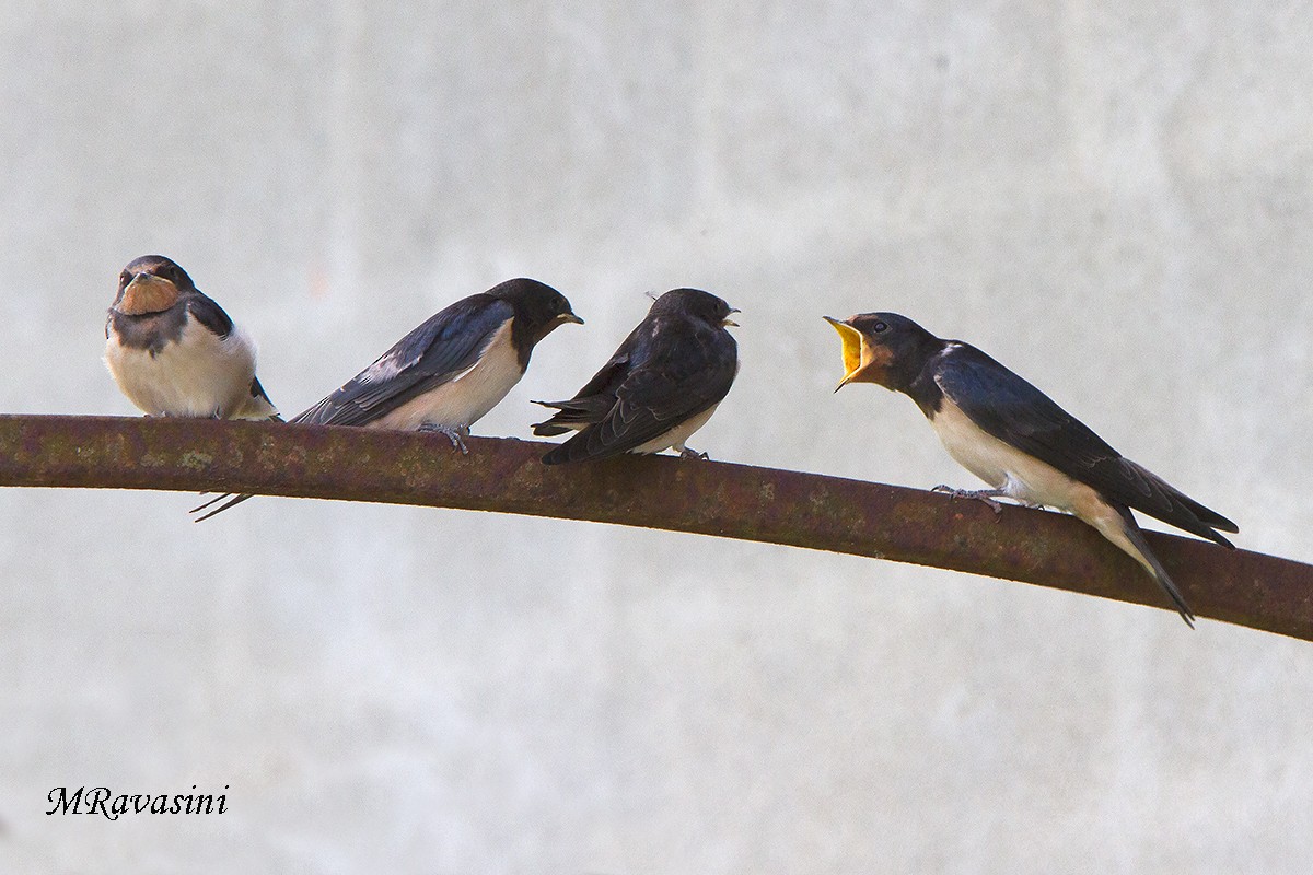 Barn Swallow (White-bellied) - Maurizio Ravasini
