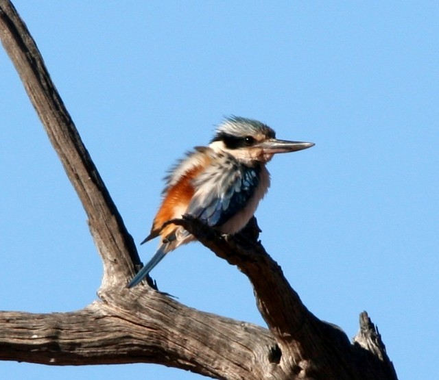Red-backed Kingfisher - ML204354081