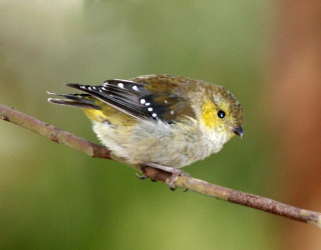 Forty-spotted Pardalote - Lindsay Hansch