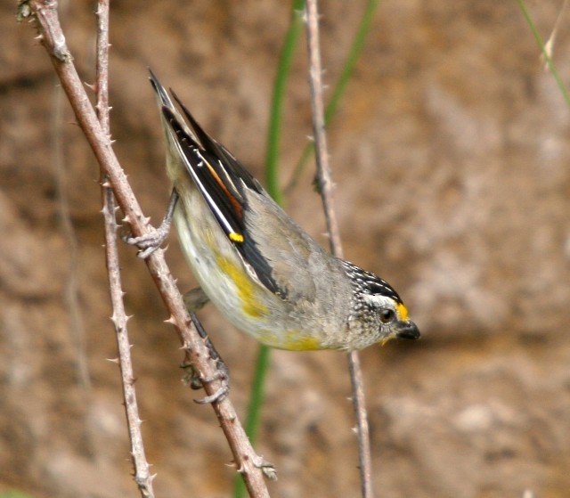 Striated Pardalote (Yellow-tipped) - ML204354481