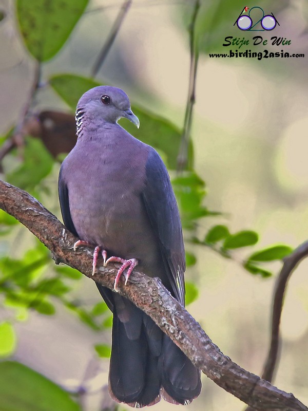 Sri Lanka Wood-Pigeon - Stijn De Win
