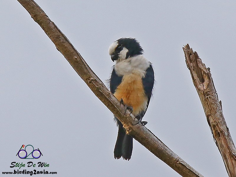 White-fronted Falconet - ML204354751
