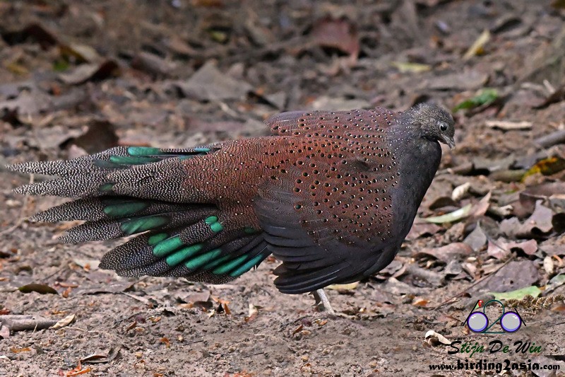 Mountain Peacock-Pheasant - ML204354791