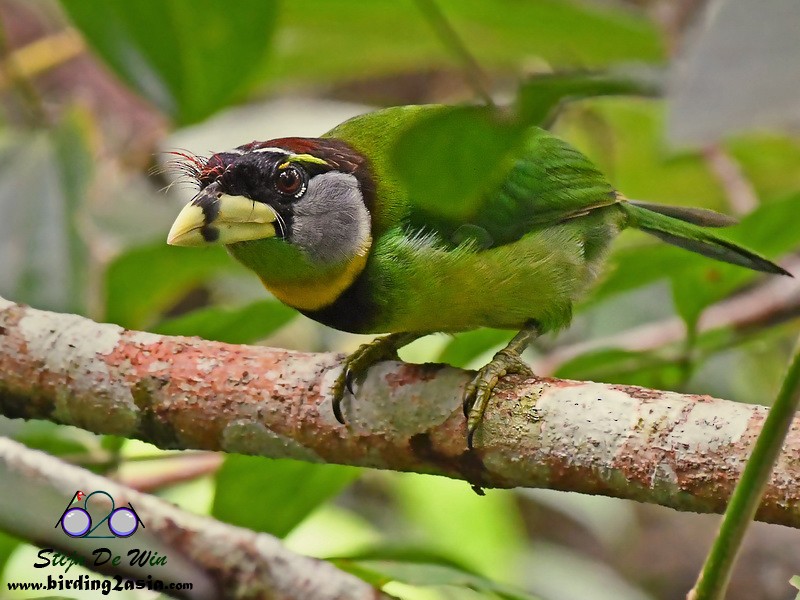 Fire-tufted Barbet - ML204354841