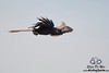 White-crowned Hornbill - Stijn De Win