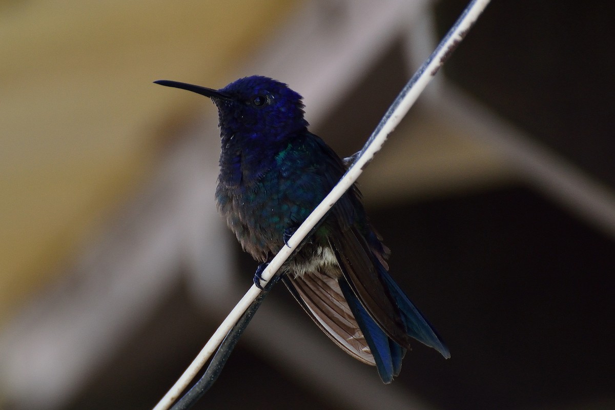Swallow-tailed Hummingbird - Ruben Gaasenbeek