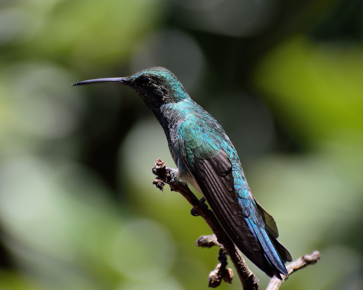 kolibřík pestrý [skupina versicolor] - ML204355161