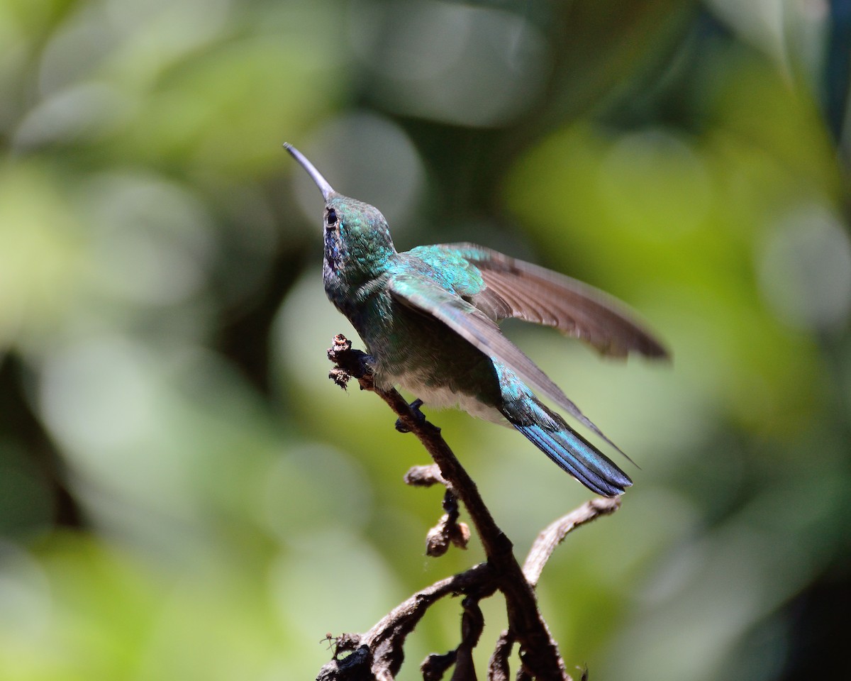 kolibřík pestrý [skupina versicolor] - ML204355171