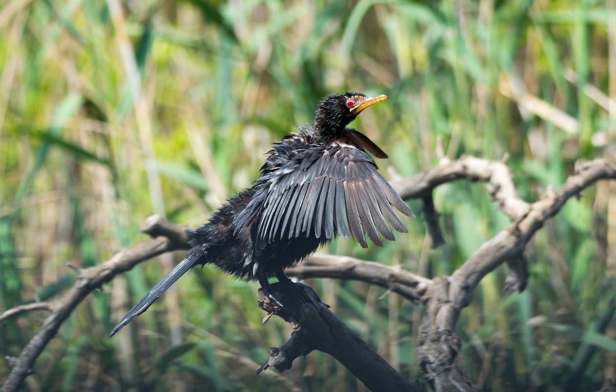 Long-tailed Cormorant - Ruben Gaasenbeek