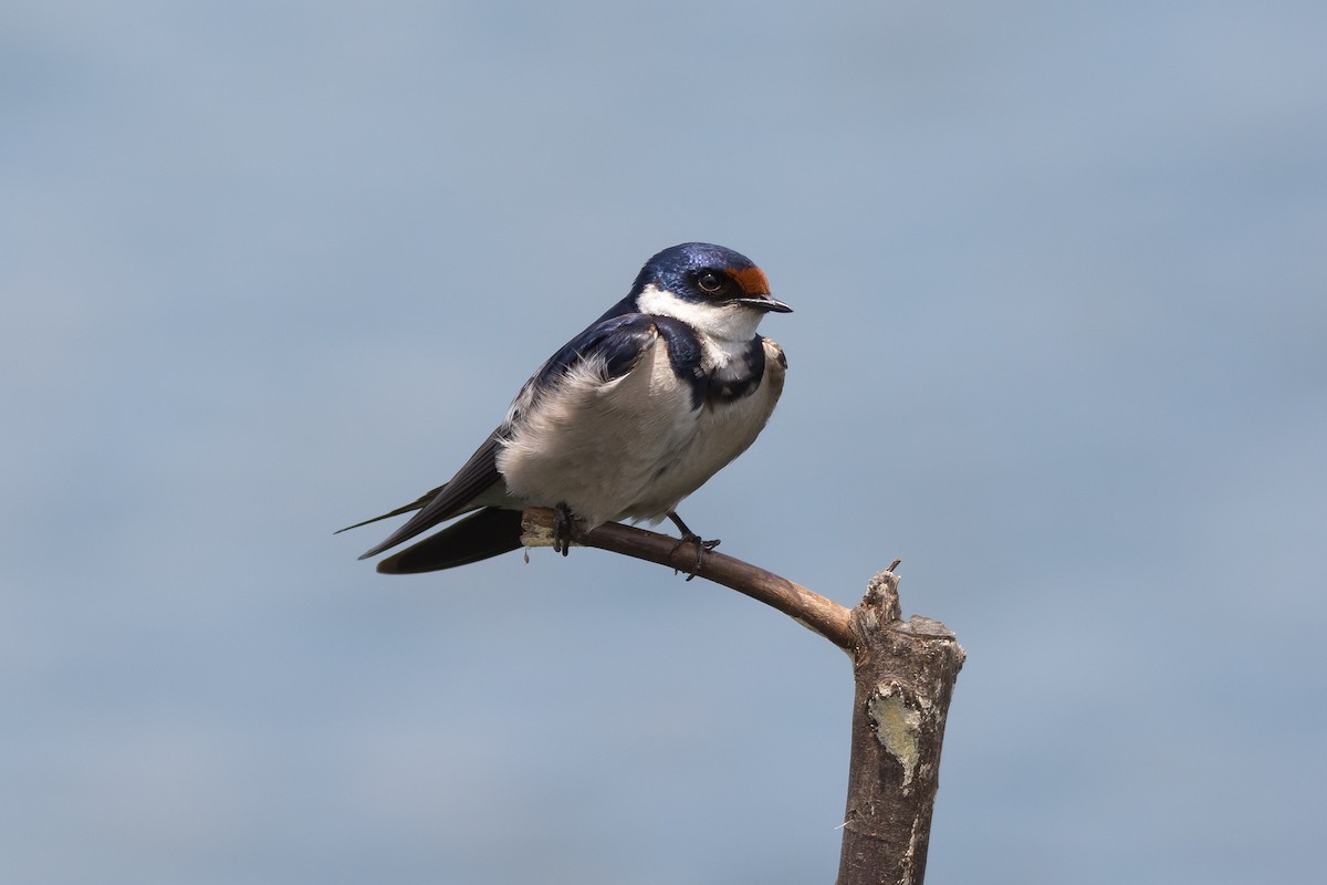White-throated Swallow - Ruben Gaasenbeek