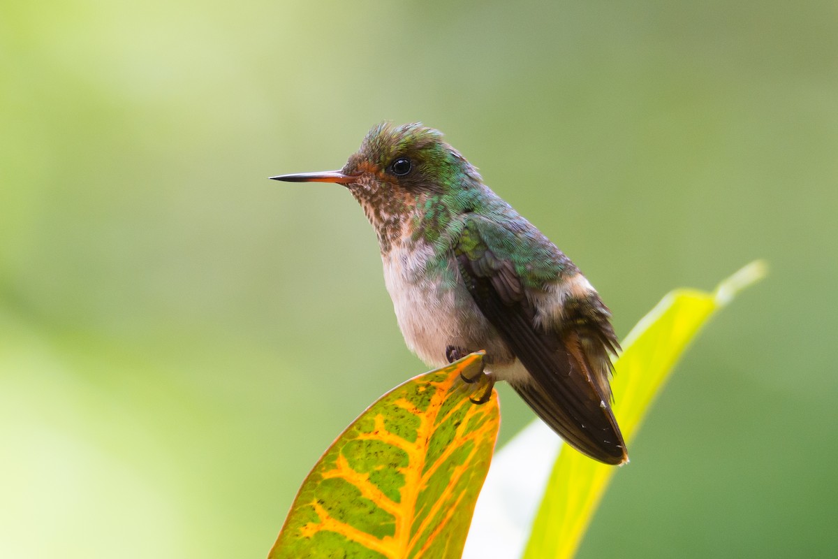 Frilled Coquette - ML204355321