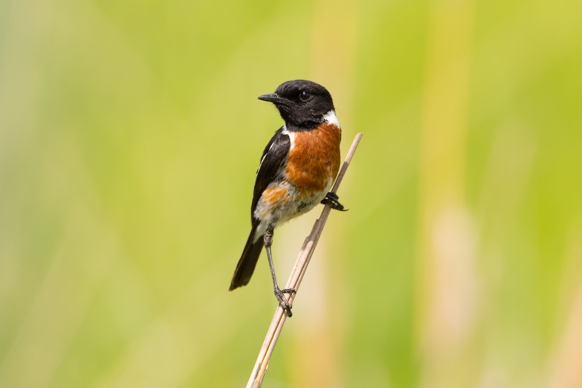 African Stonechat - ML204355381