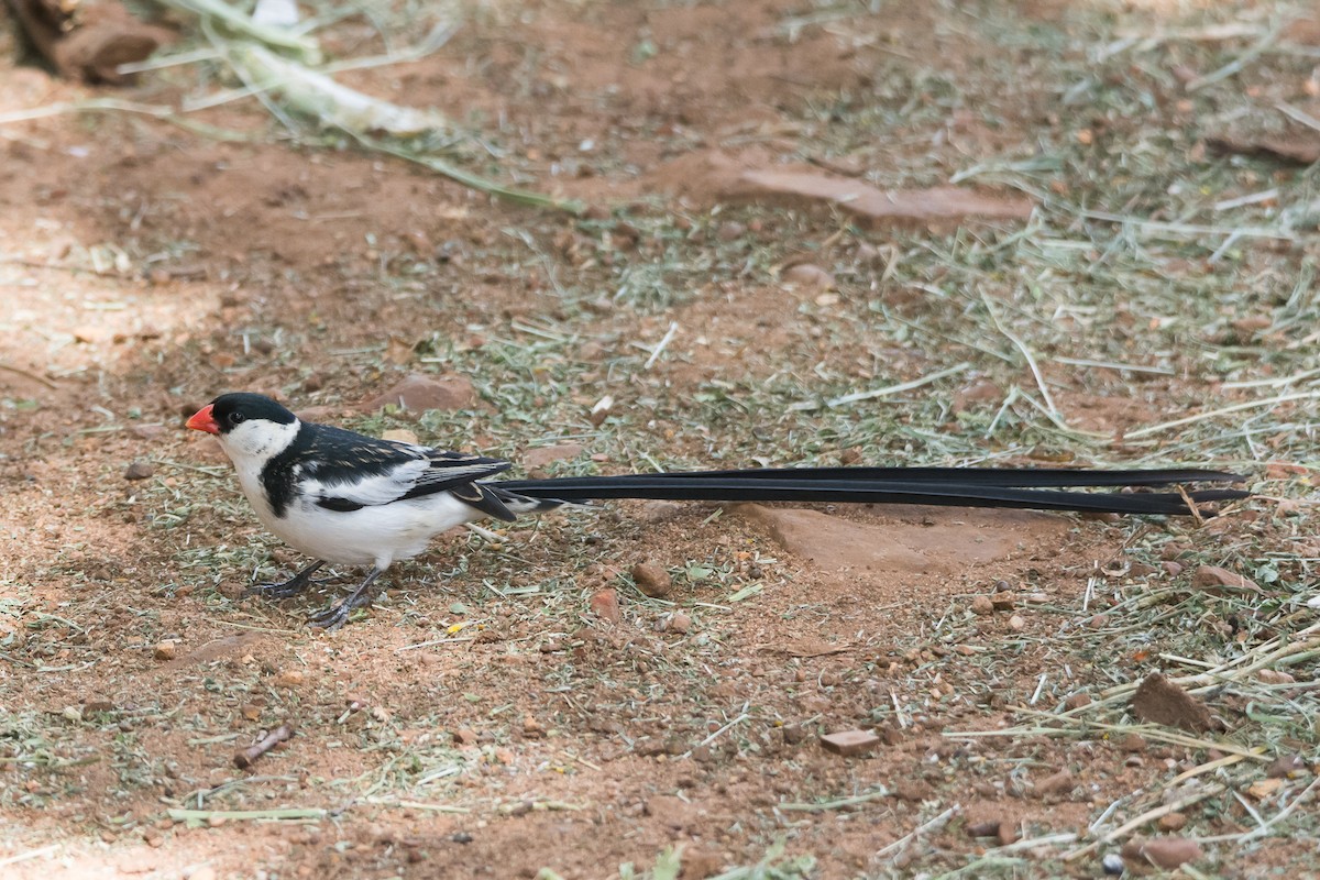 Pin-tailed Whydah - ML204355601