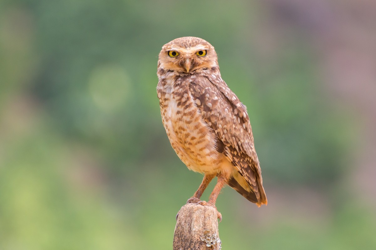 Burrowing Owl - ML204355651
