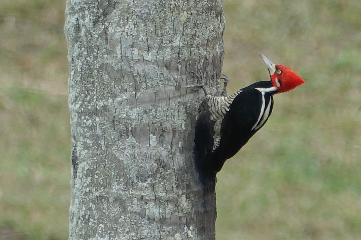 Crimson-crested Woodpecker - Paul Bartlett