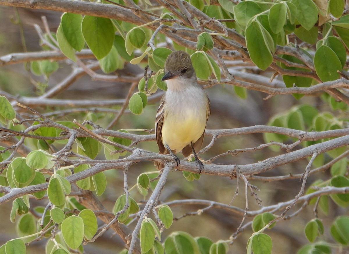 Brown-crested Flycatcher (South American) - Paul Bartlett