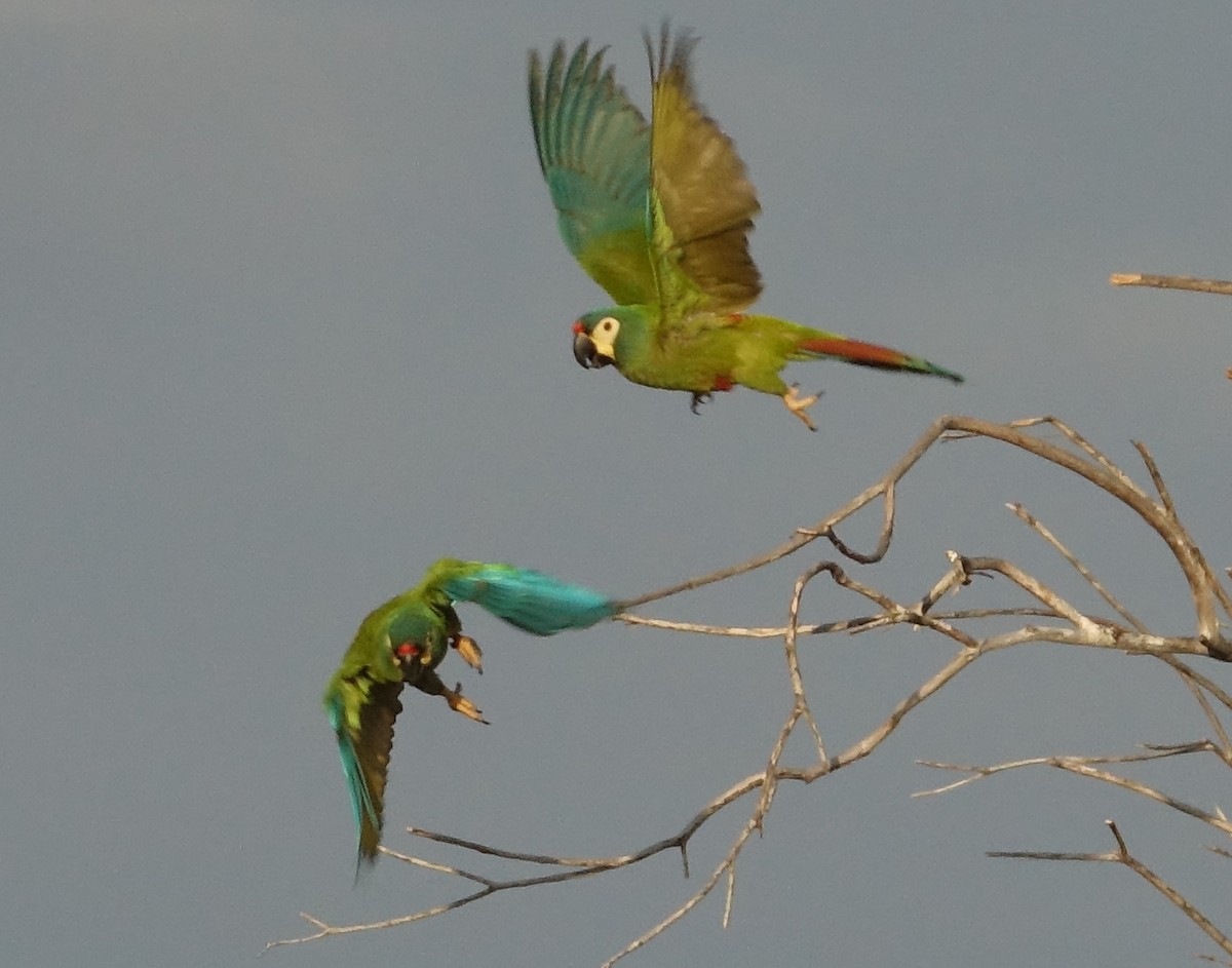 Blue-winged Macaw - Paul Bartlett