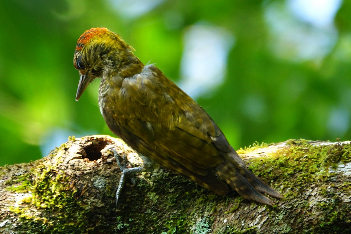 Yellow-eared Woodpecker - ML204355921