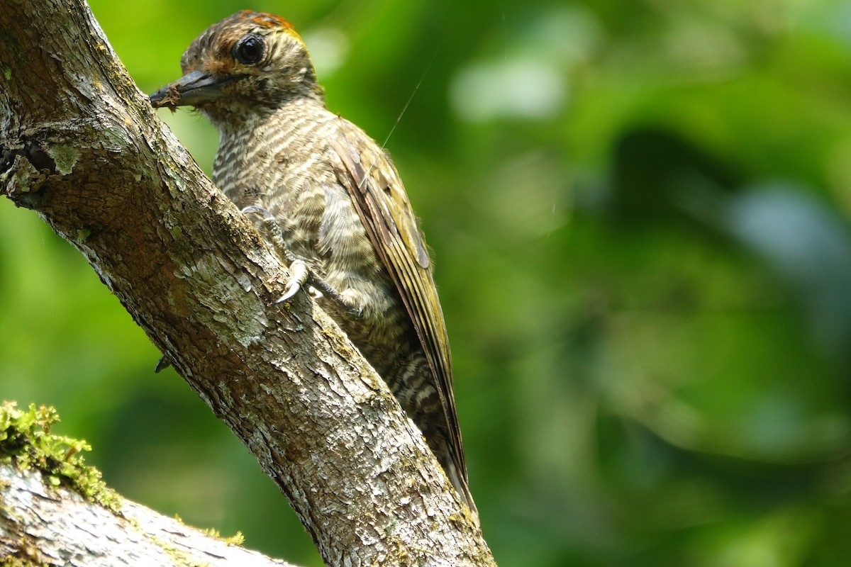 Yellow-eared Woodpecker - Paul Bartlett