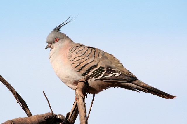 Crested Pigeon - ML204356241