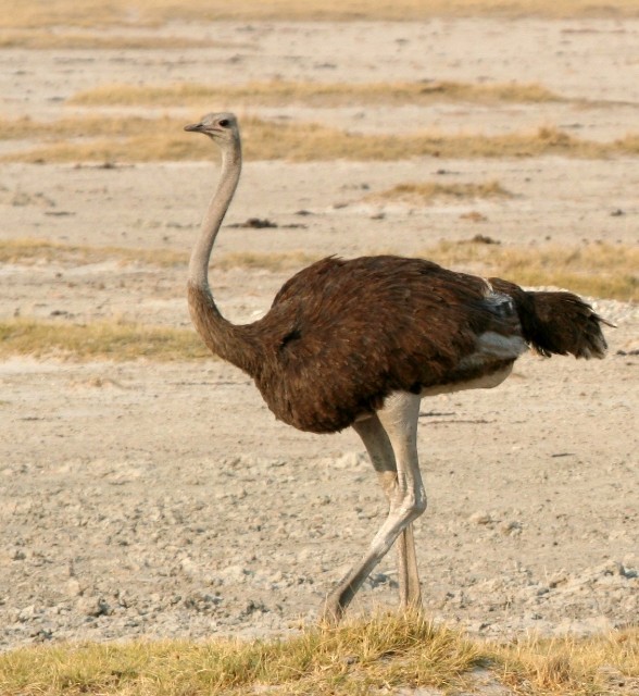 Common Ostrich - Lindsay Hansch