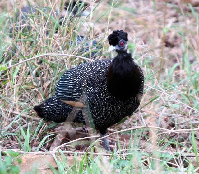 Southern Crested Guineafowl - ML204356411