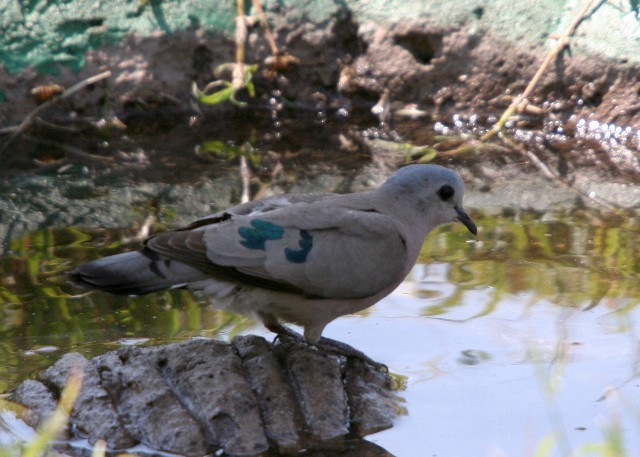 Emerald-spotted Wood-Dove - Lindsay Hansch