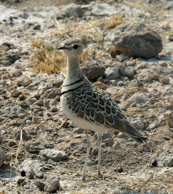 Double-banded Courser - Lindsay Hansch