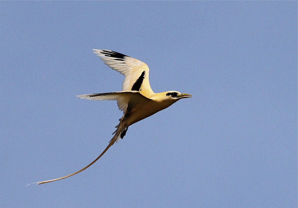 White-tailed Tropicbird (Golden) - Jennifer Spry