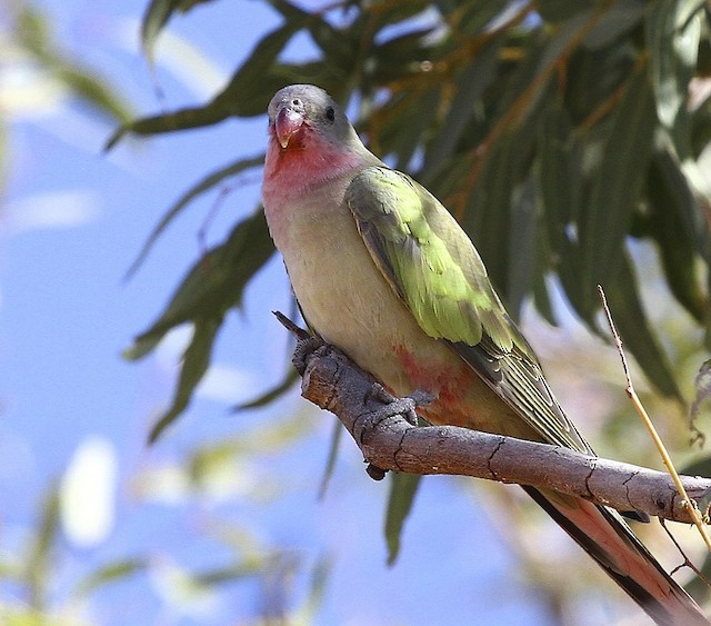 Princess Parrot - health diet personality intelligence and care