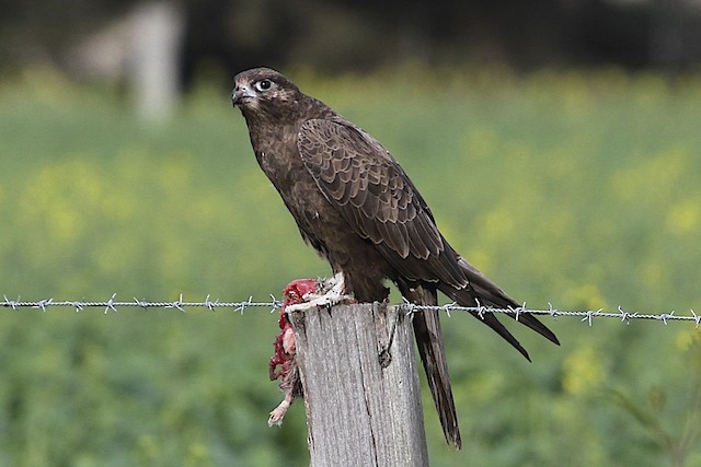 Falcon feeding on a rat. - Black Falcon - 