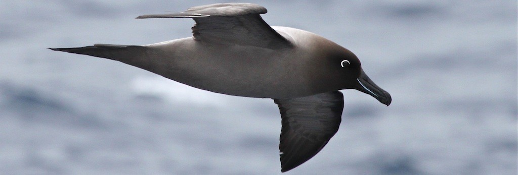 Light-mantled Albatross - Jennifer Spry
