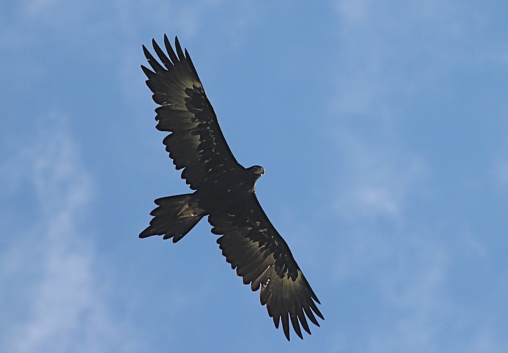 Wedge-tailed Eagle - Jennifer Spry