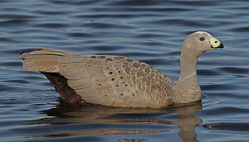 Cape Barren Goose - Jennifer Spry