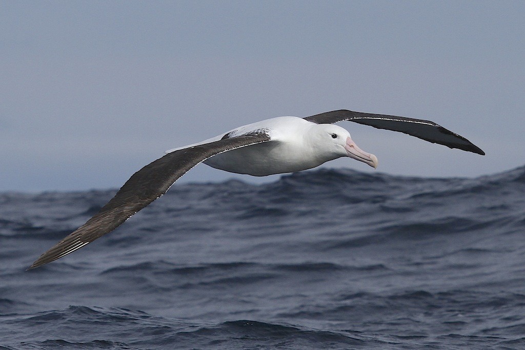Northern Royal Albatross - Jennifer Spry