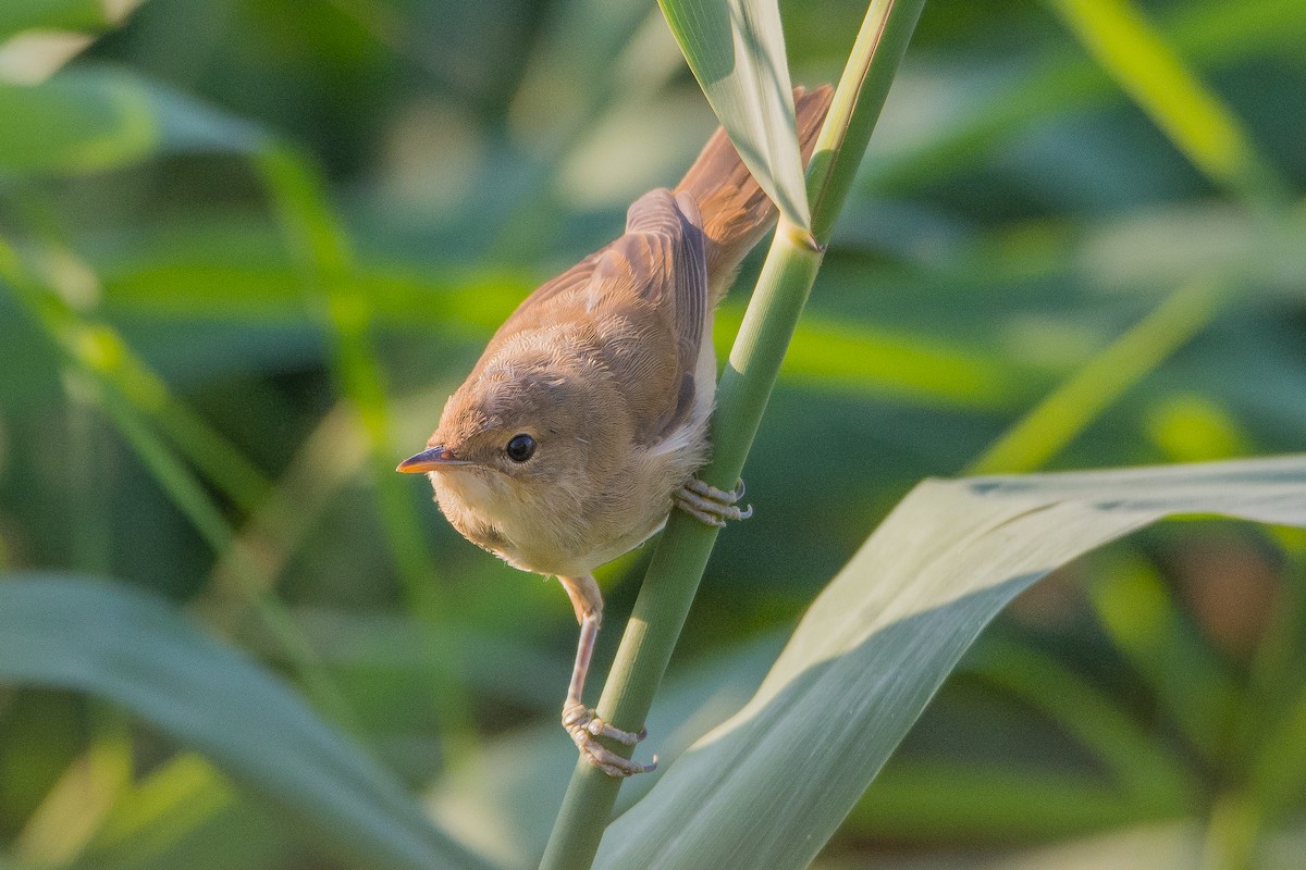 Common Reed Warbler - ML204357411