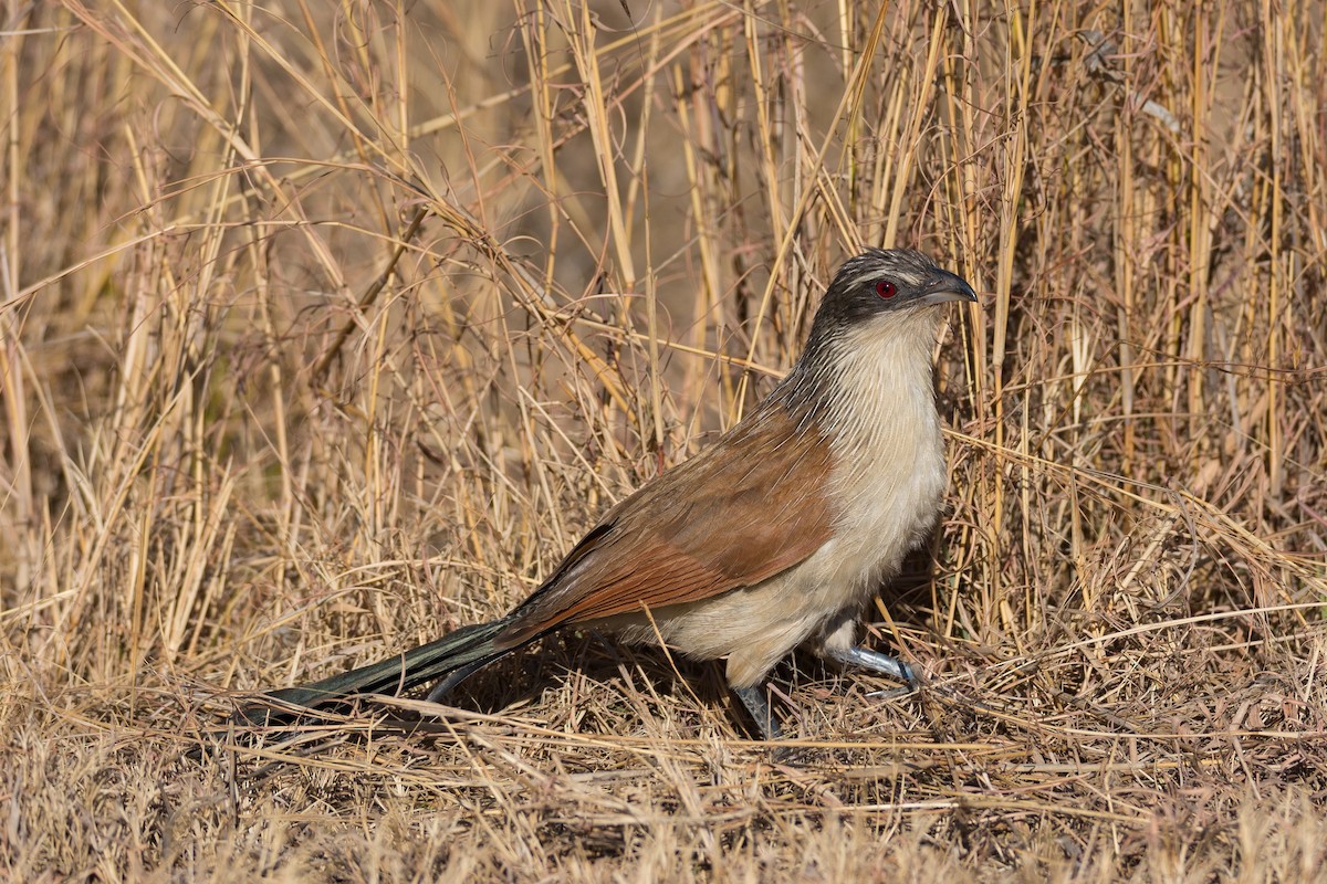 White-browed Coucal - ML204357441