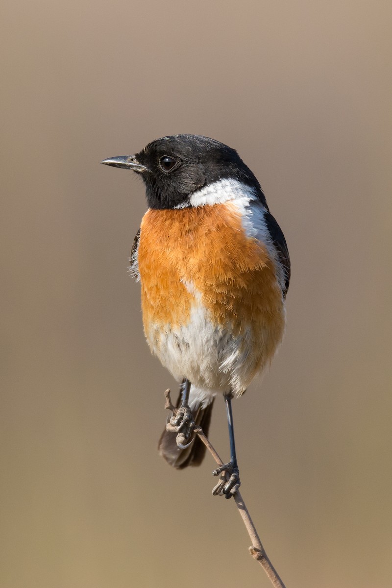 African Stonechat - ML204357461