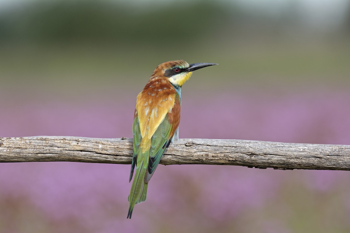 European Bee-eater - Ruben Gaasenbeek