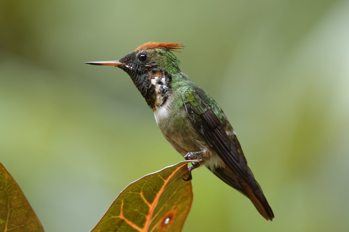 Frilled Coquette - ML204357541