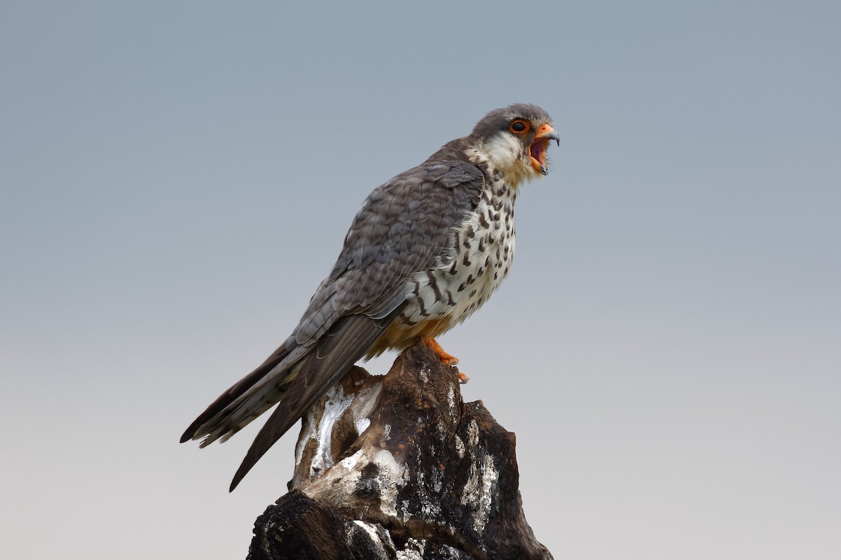 Amur Falcon - Ruben Gaasenbeek
