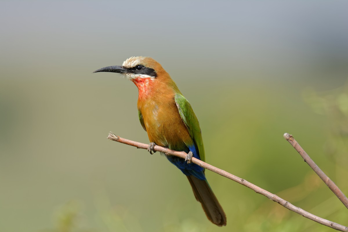 White-fronted Bee-eater - Ruben Gaasenbeek