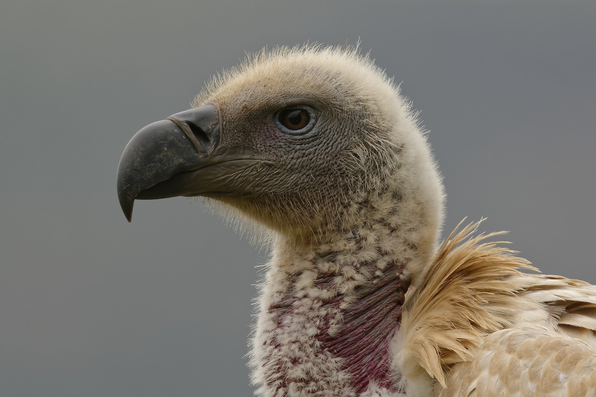 White-backed Vulture - Ruben Gaasenbeek