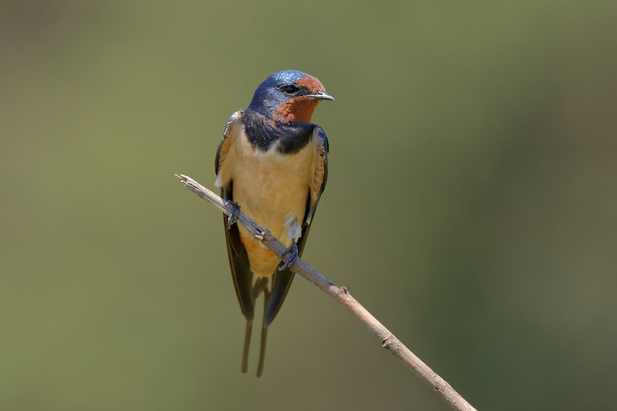 Barn Swallow (White-bellied) - Ruben Gaasenbeek
