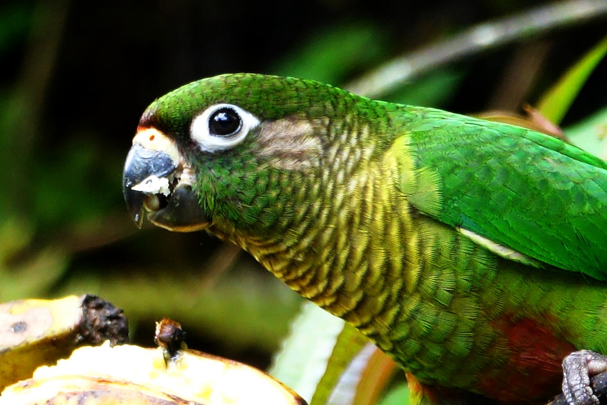 Maroon-bellied Parakeet - Paul Bartlett